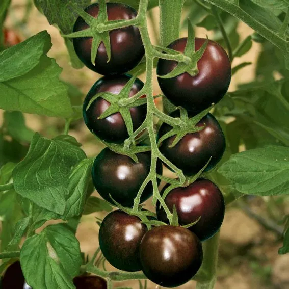 Томат Черный Черри Black Cherry 20