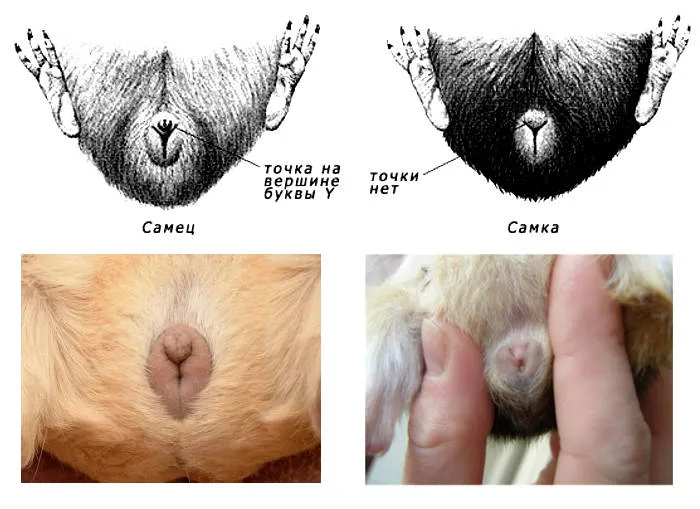 Учимся определять пол морской свинки самостоятельно 18