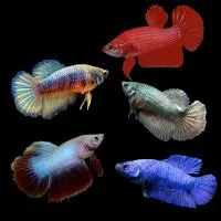 Петушок сиамский Супердельта (Betta splendens Super Delta male) самец, размер L-3,5-4,5 см 19