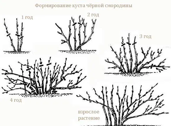 Обрезка смородины