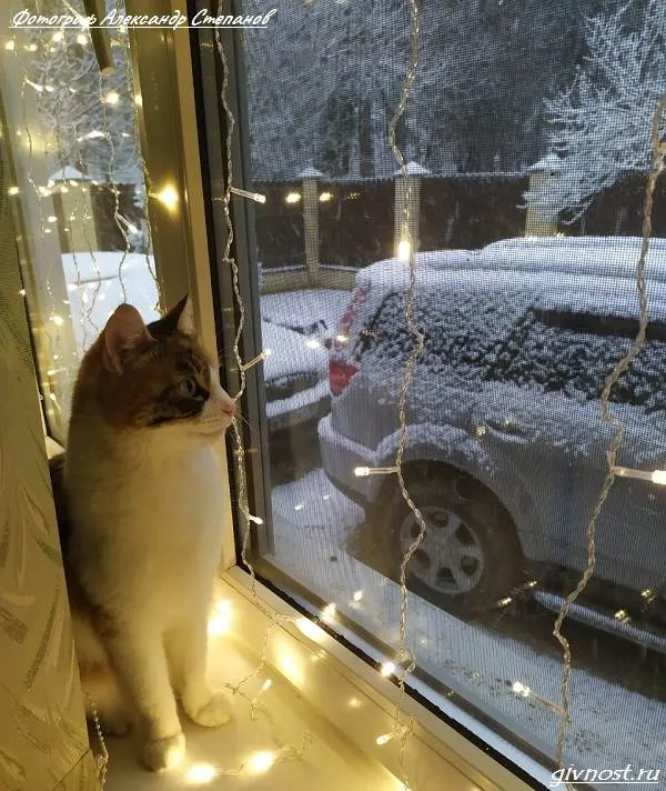 japanese bobtail