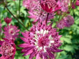 Астранция крупная (Astrantia major): фото цветов на клумбе, описание