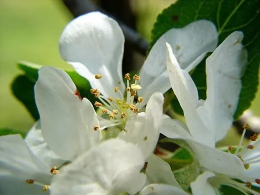 Яблоня (Apple tree)