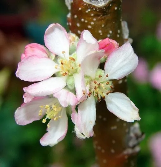 Яблоня (Apple tree)