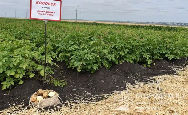 Растение относительно спокойно переносит периоды засухи и летнюю жару