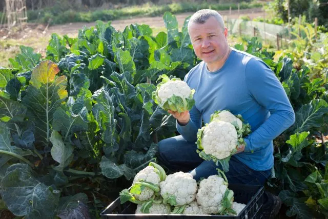 уборка цветной капусты