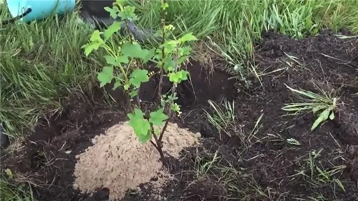 Саженец белой смородины на грядке