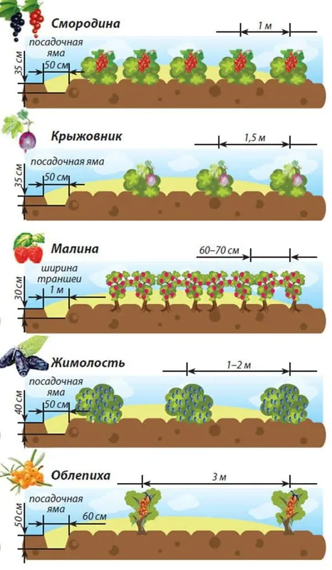 Разные сорта смородины на одном участке 3