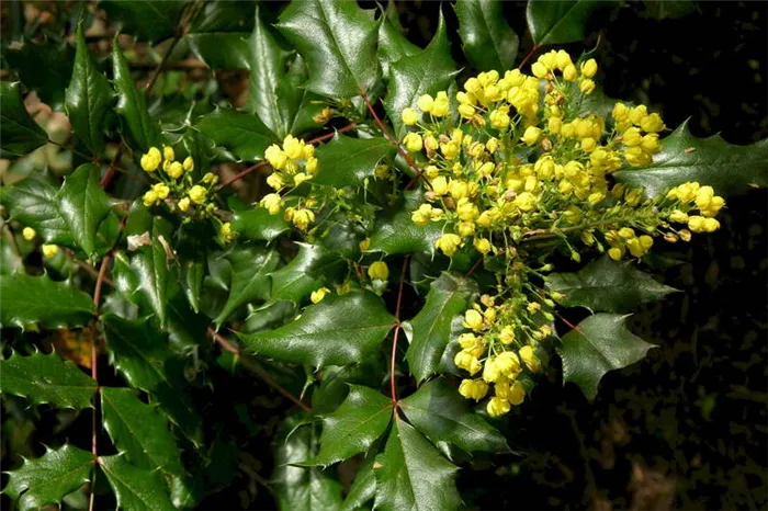 Магония падуболистная в ландшафтном дизайне Mahonia aquifolium фото цветения