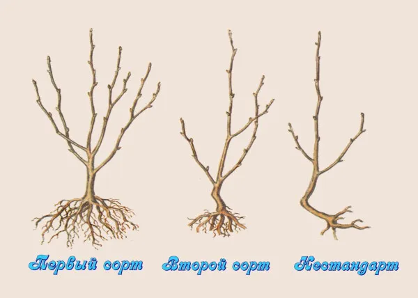 Вишня Морозовка. Описание сорта, фото, отзывы