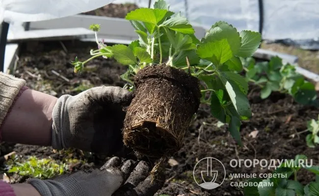 Для посадки многие садоводы приобретают саженцы с закрытой корневой системой (с земляным комом) или фриго.