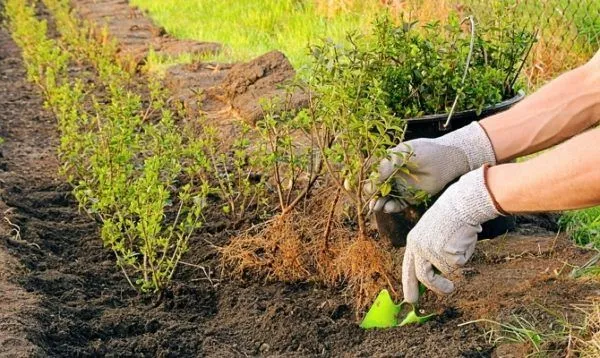 Сажать сорт Черный жемчуг можно весной и осенью