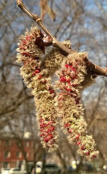 Сережки осины.