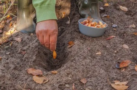 Счастье луковое! Репчатый лук из семян за одно лето 2