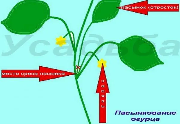 Формирование огурца в теплице из поликарбоната: как правильно пасынковать и прищипывать? Схема и фото 2