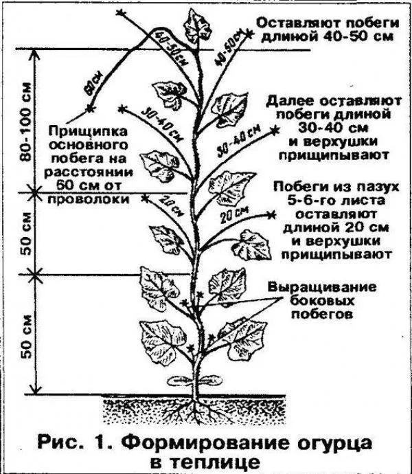 Формирование огурца в теплице из поликарбоната: как правильно пасынковать и прищипывать? Схема и фото 3
