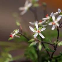 Пеларгония роголистная (Pelargonium ceratophyllum)