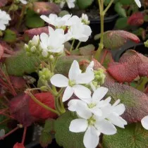 Пеларгония семядольная (Pelargonium cotyledonis)