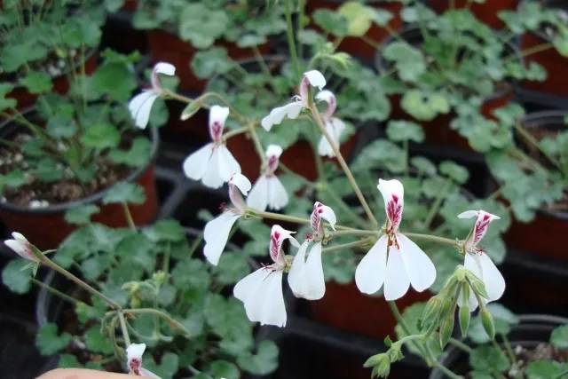 Пеларгония дихондролистная (Pelargonium dichondraefolium)