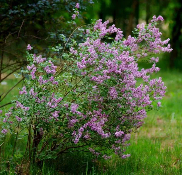 Сирень Мейера (Syringa meyeri), сорт Палибин (Palibin)