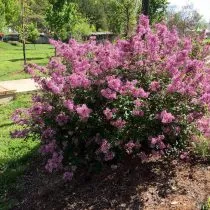 Сирень Мейера (Syringa meyeri), сорт Блюмеранг Пёпл (Bloomerang Purple)