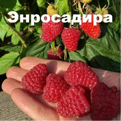 Энросадира