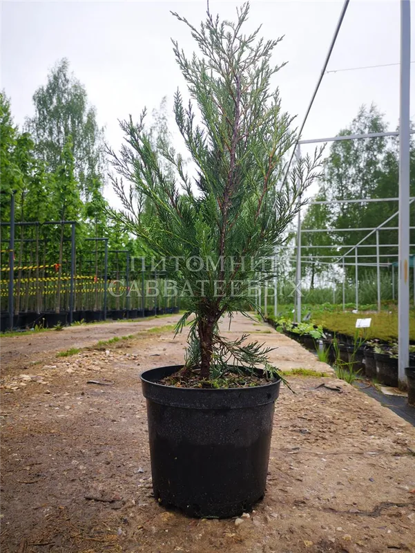 Можжевельник скальный (Juniperus scopulorum) Мунглоу С3 СП/24