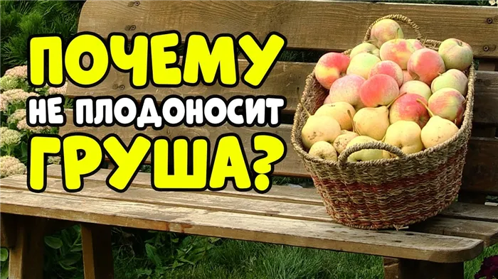 ПОЧЕМУ НЕ ПЛОДОНОСИТ ГРУША? 4 важных причины