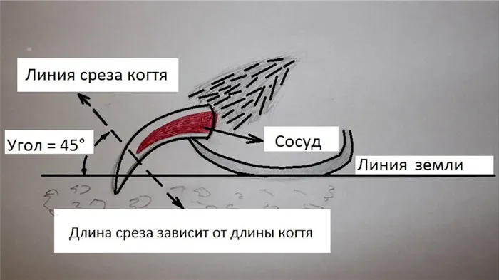 Северная инуитская собака 12