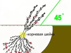 Как правильно пересадить взрослый куст на другое место 3