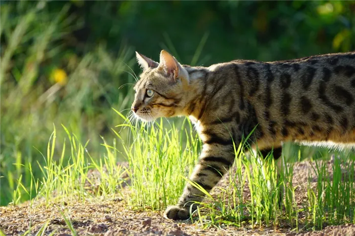 Можно ли кошкам молоко и какие существуют ограничения можно ли кошкам молоко 3