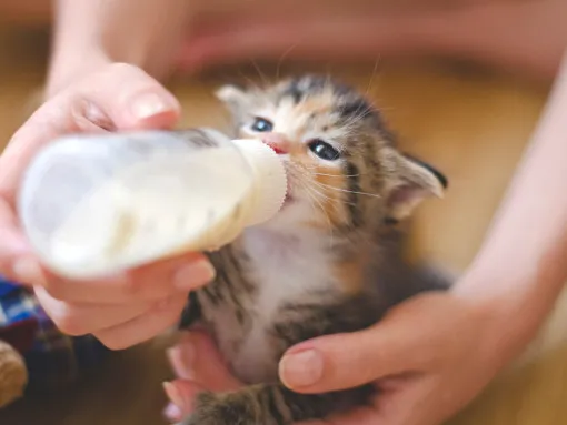 Можно ли кошкам молоко и какие существуют ограничения можно ли кошкам молоко 5