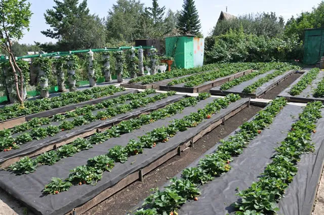 Выращивание клубники на агроволокне