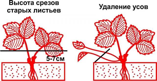 Обрезка листьев и удаление усов на клубнике