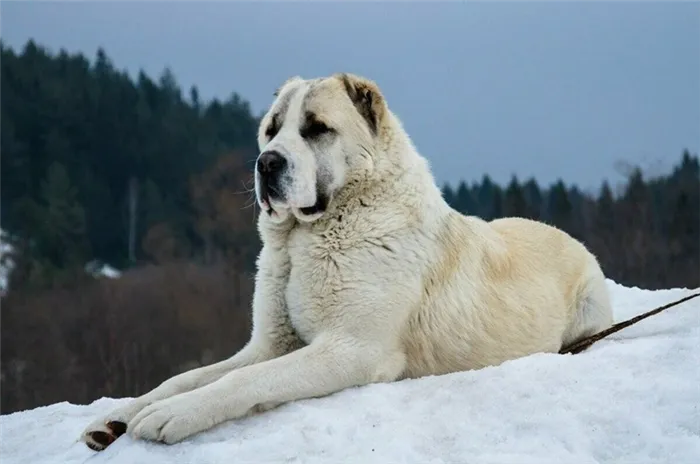 Немецкий боксер