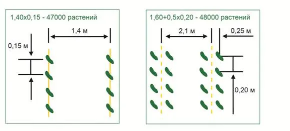 Огурцы Машенька f1 следует выращивать, соблюдая плотность посадки растений из расчёта трёх растений на квадратный метр