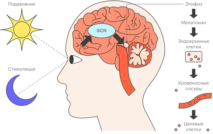 SCN — супрахиазматическое ядро гипоталамуса. Это чувствительный к смене дня и ночи участок мозга, который отдает приказ выбросить в кровь больше мелатонина