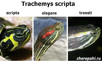 Красноухая черепаха (Trachemys scripta)