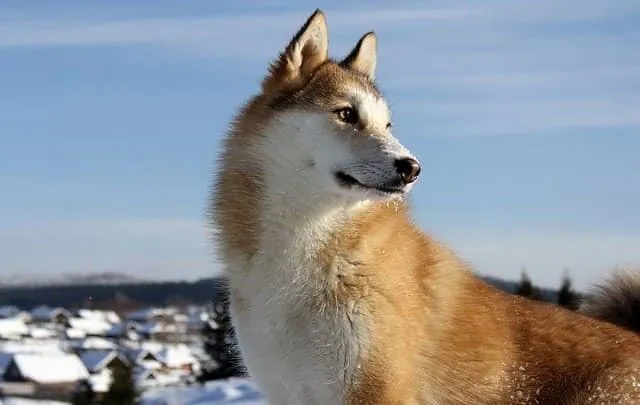 Клички для лаек девочек