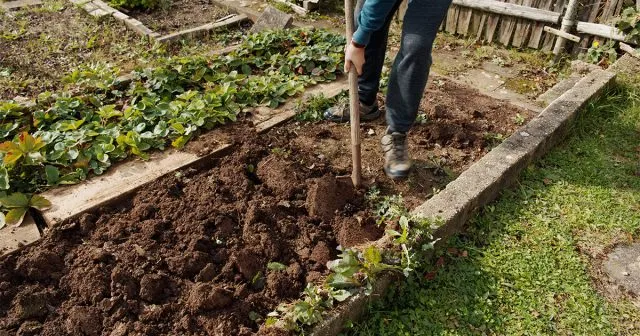 В профилактических целях: землю на грядах поздней глубоко перекапывают; устраняют заросли сорняков семейства крестоцветных; соблюдают правила севооборота; уничтожают растительные остатки (листья, кочерыжки)