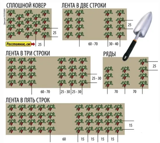 Желтеют листья у клубники – гибнет урожай! Почему желтеют листья у клубники: ищем причины, решаем — что делать 5