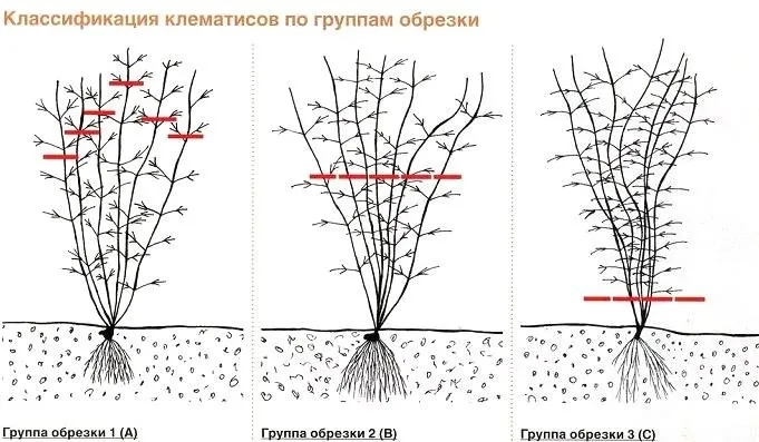 Размножение клематисов без забот: лучшие способы от Нового очага 2