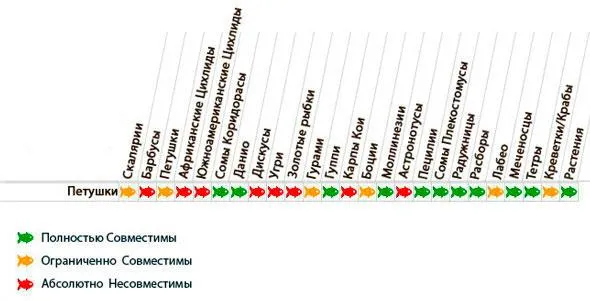Совместимость рыбки петушка