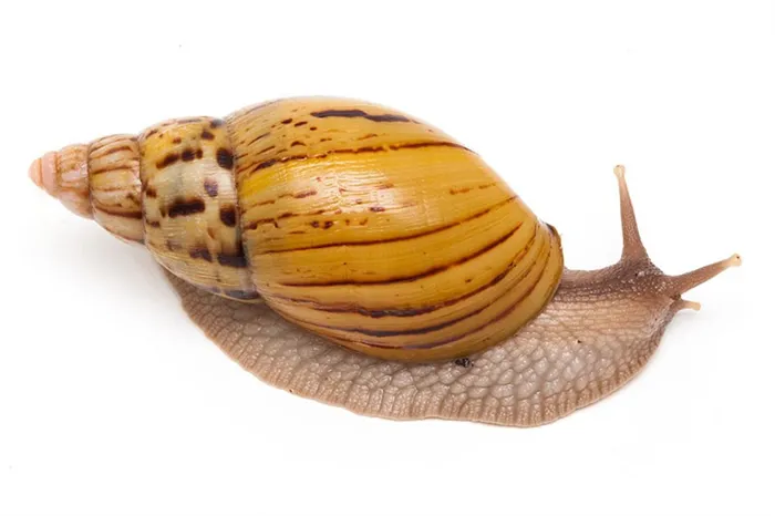 Achatina zanzibarica