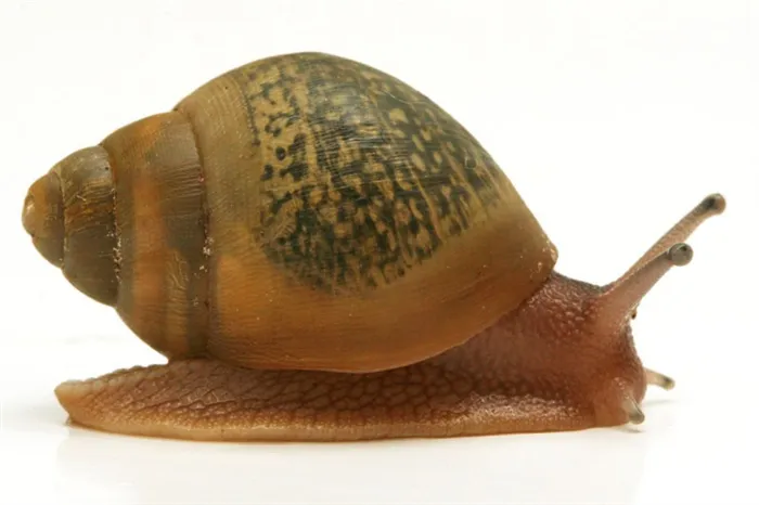 Achatina achatina roseolabiata depravata