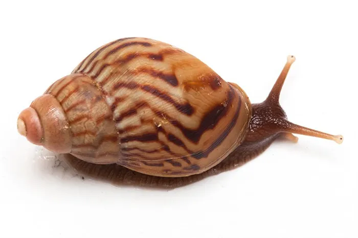 Achatina zanzibarica