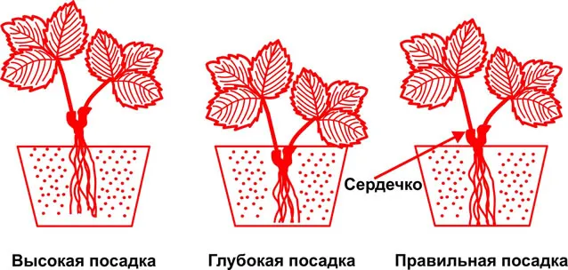 Правильная схема посадки клубники