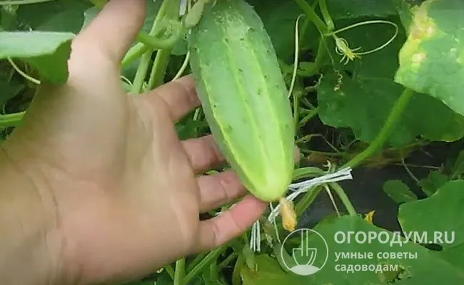 Даже при перерастании кожица и семена не грубеют, горечь во вкусе не появляется