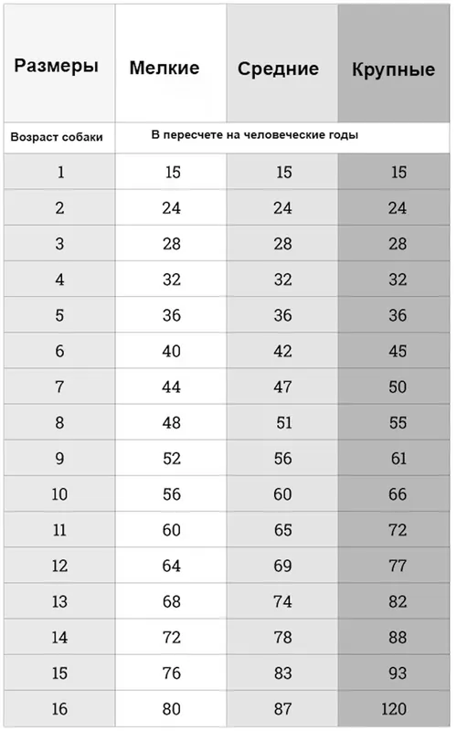 Как определить возраст собаки по человеческим меркам 2