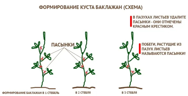 Семена Бальзамин садовый Праздничный, смесь, 0,1г, Гавриш, Цветочная коллекция